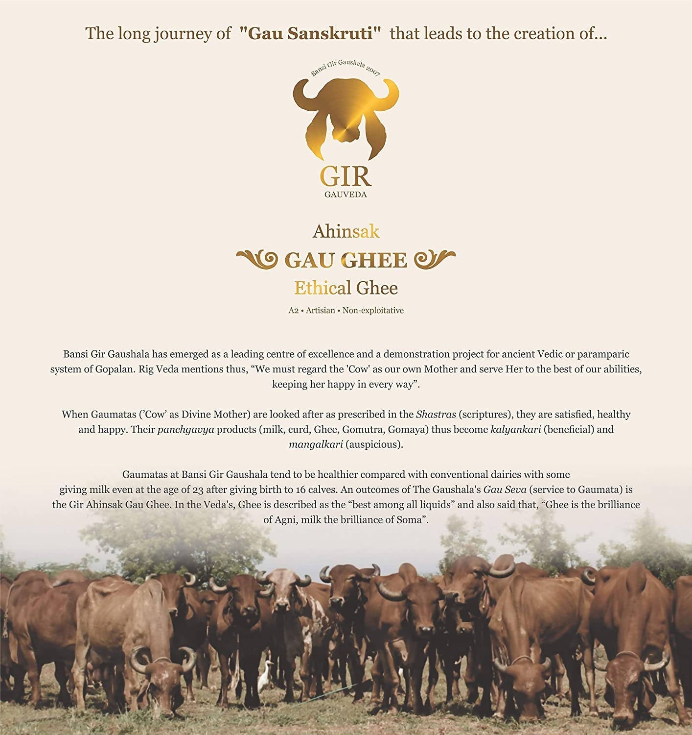 Gir Ahinsak Gau Ghee (A2) Bilona - A2 Ghee, Traditional Bilona Ghee, Desi Pure Breed Gir Gaumata (A2)