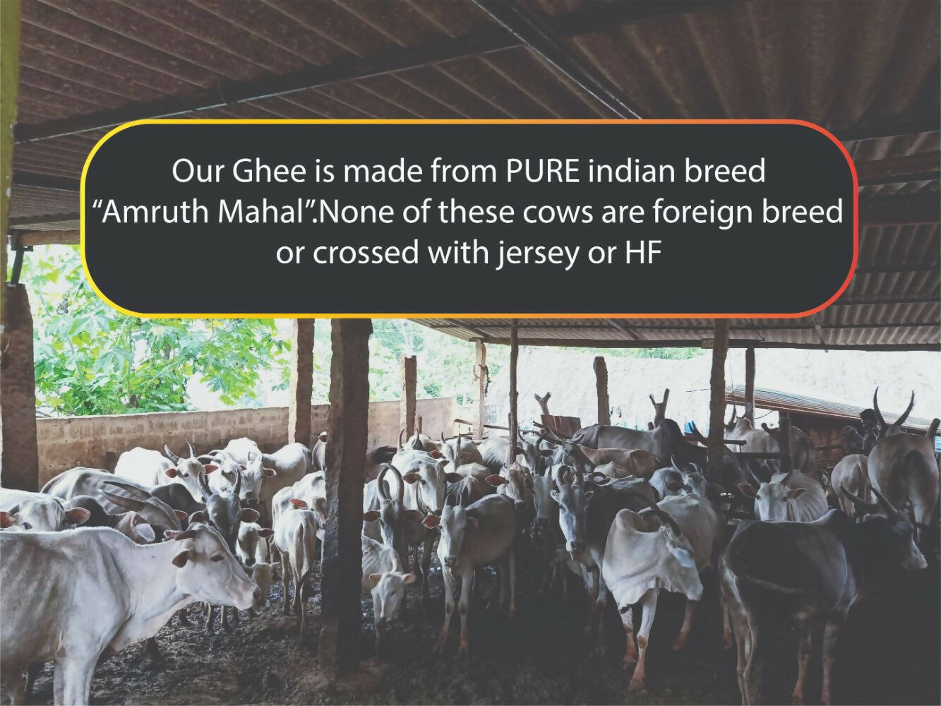 Tatsat Full Moon Day Ghee From Forest Gazing Amruth Mahal A2 Cows | Indian Hallikar Cow Ghee, Pure A2 Ghee, Natural & Healthy, Non-GMO