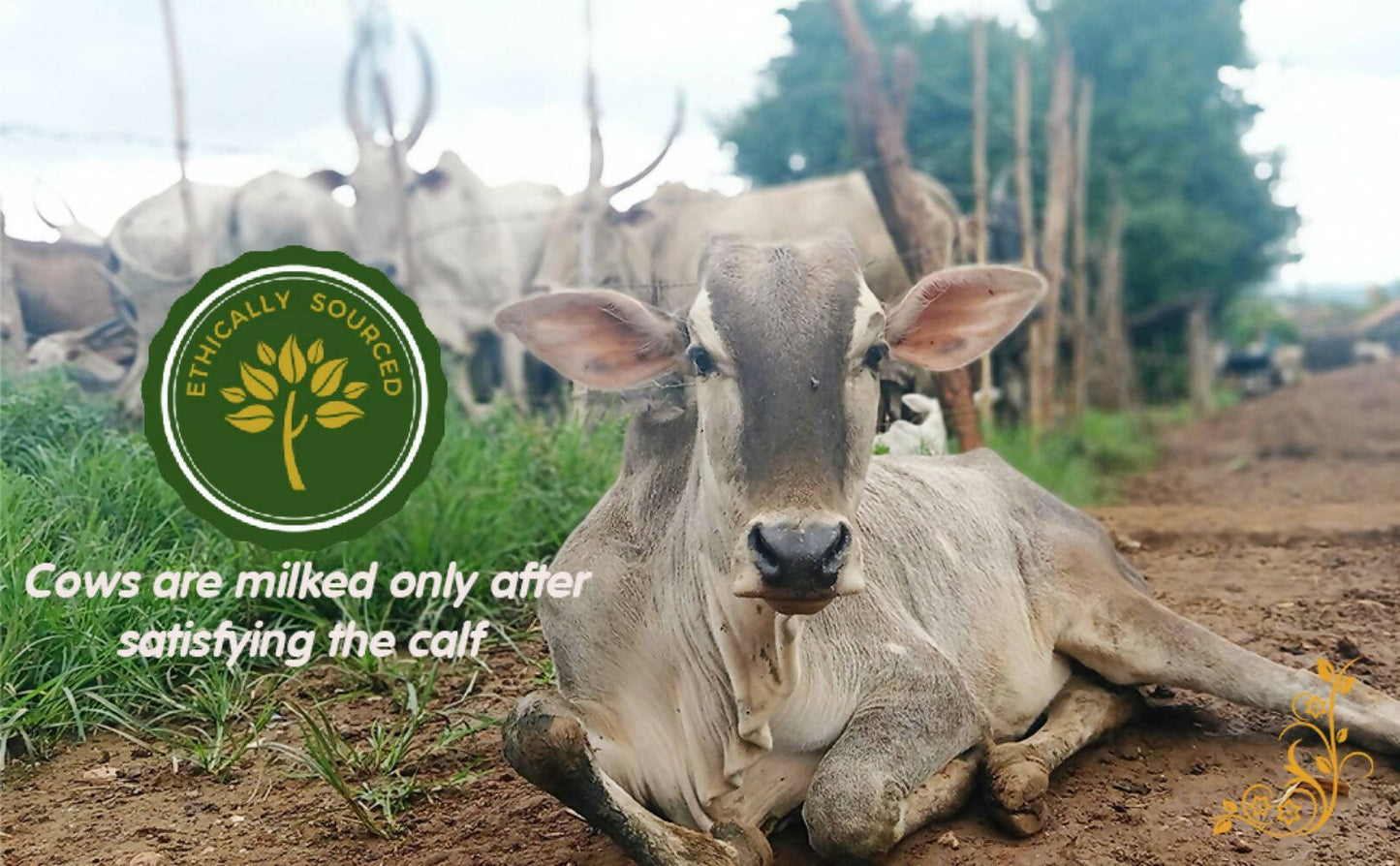 Tatsat Full Moon Day Ghee From Forest Gazing Amruth Mahal A2 Cows | Indian Hallikar Cow Ghee, Pure A2 Ghee, Natural & Healthy, Non-GMO