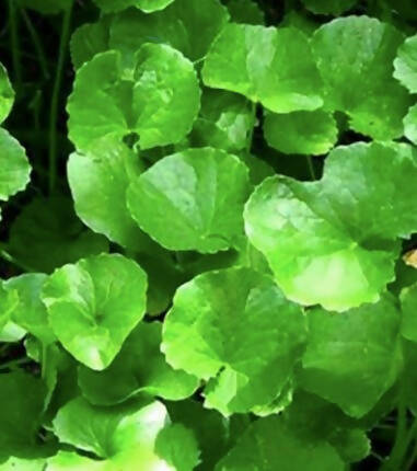 Hetha Brahmi Ghrita Nasal Drop - Distacart