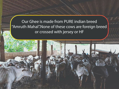 Tatsat Full Moon Day Ghee From Forest Gazing Amruth Mahal A2 Cows | Indian Hallikar Cow Ghee, Pure A2 Ghee, Natural & Healthy, Non-GMO