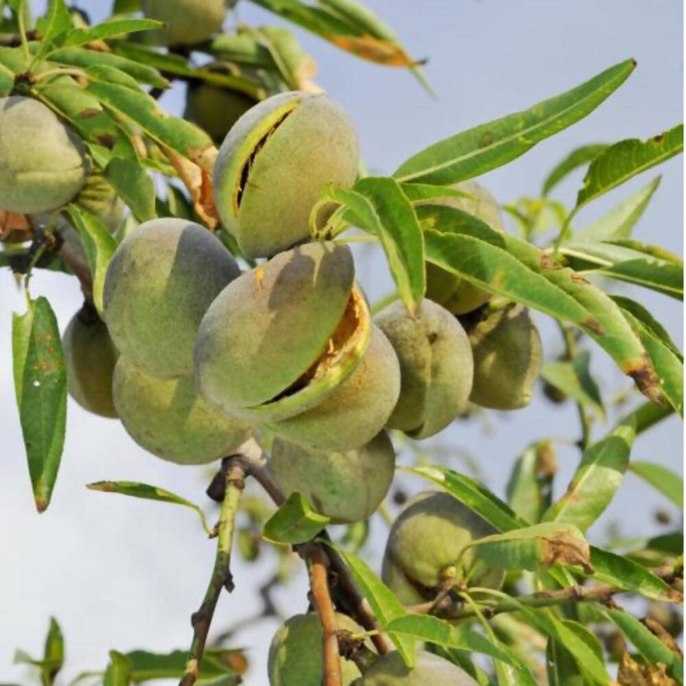 Freshon Almond Mamra